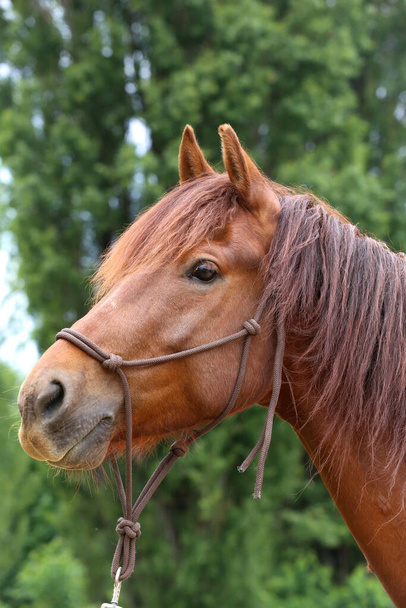 Hlava čistokrevného mladého koně na přírodním pozadí na venkovské farmě zvířat léto venku - Fotografie, Obrázek
