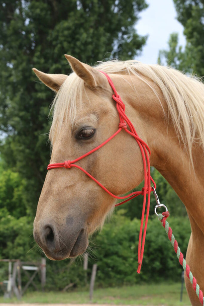 Cabeça de um cavalo jovem de raça pura em fundo natural na fazenda animal rural verão ao ar livre
 - Foto, Imagem