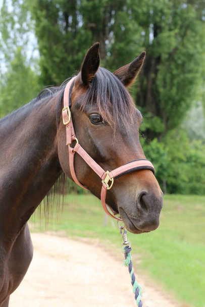 Testa di un giovane cavallo di razza pura su sfondo naturale in fattoria animale rurale estate all'aperto - Foto, immagini