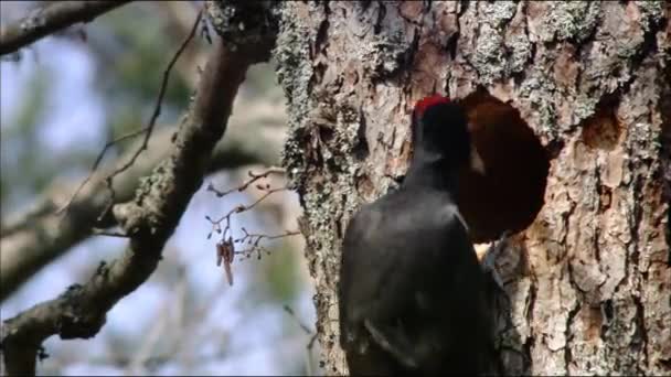 黒いキツツキ(フラット) 。ドリュコプス・マルティウス（Dryocopus martius）巣の近く。大きなサイズと赤いキャップを持つ黒い羽を持つそれは他のキツツキとは著しく異なります.  - 映像、動画