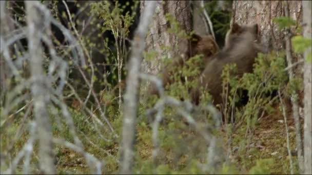 Karhunpennut leikkivät metsässä pesänsä lähellä. Ruskea karhu tai tavallinen karhu (Lat. Ursus arctos) on karhuperheen saalistava nisäkäs; yksi suurimmista saalistajista. - Materiaali, video