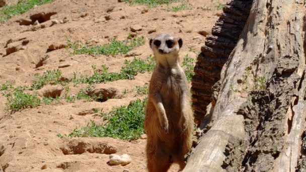 Funny animals. Close-up of a meerkat watching of all directions, 4k - Footage, Video