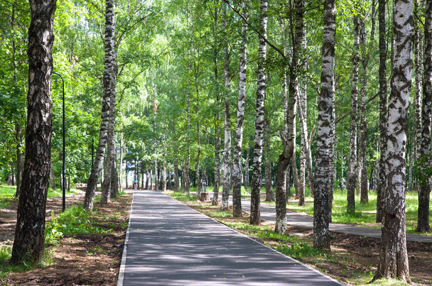 Uma pista de corrida deserta e passarela durante o tempo da manhã no parque público em Nizhny Novgorod com muita sombra de grandes bétulas árvores acima
 - Foto, Imagem