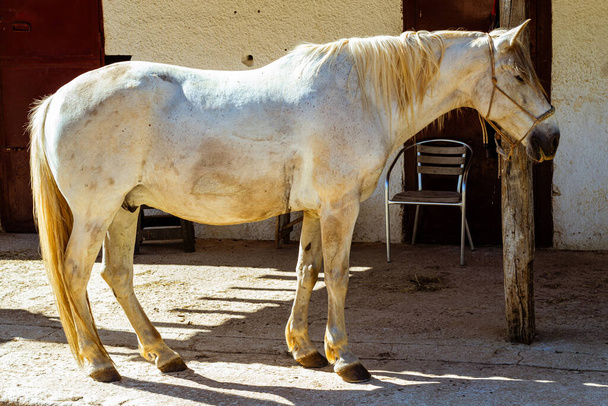 hevonen Rancholla päivällä  - Valokuva, kuva