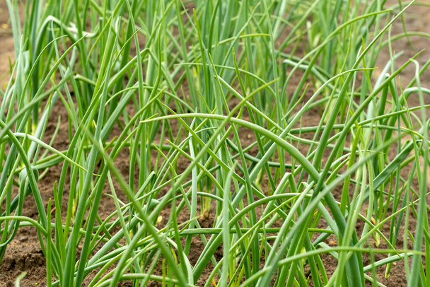 Onion plantation in the vegetable garden.Green onions growing in the ground of the garden in the village. - Фото, изображение