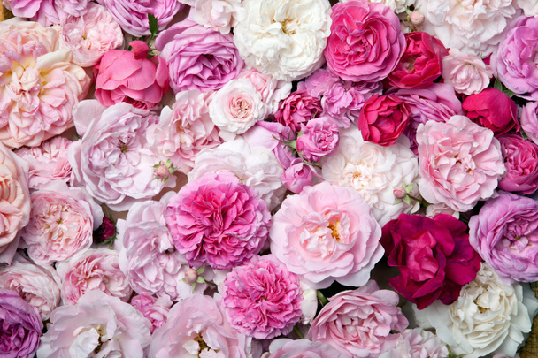 Pink roses. - Photo, Image