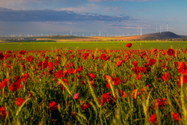 Вид парка ветряных турбин, используемого для производства зеленой энергии в округе Констанца, Румыния с маковым полем на переднем плане и голубым небом на заднем плане
 - Фото, изображение