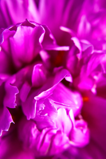 自然な花の背景。ピンク紫色の牡丹の花マクロショット。牡丹の花の花びら、美しい花の壁紙。花の質感。抽象的な花の咲く背景。休日の花カード - 写真・画像