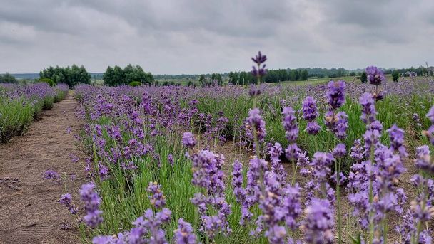 Lavender field. A lot of lavender flowers on the field. Flowering lavender field. - Fotó, kép