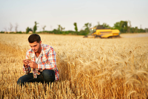 Agronomist examining cereal crop before harvesting sitting in golden field. Smiling farmer holding a bunch of ripe cultivated wheat ears in hands. Harvester combine on background. Organic farming. - Фото, зображення