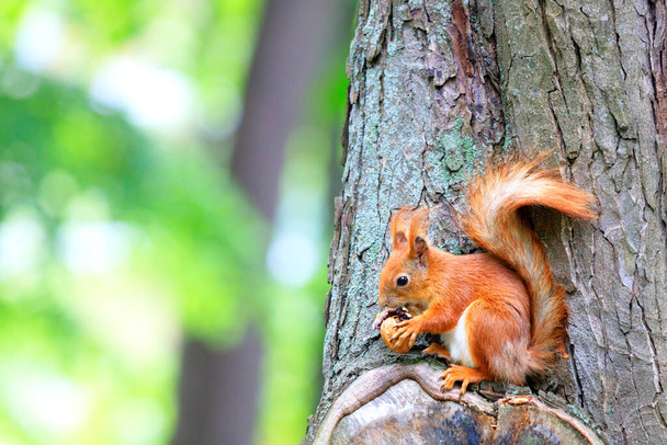 Oranssi pörröinen orava istuu puussa ja jyrsii pähkinän, kopioi tilaa, lähikuva. - Valokuva, kuva