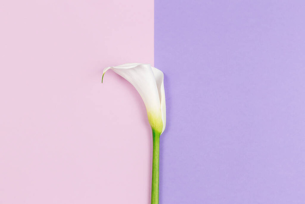 バイオレットパステルの背景に驚くべき白いカラユリの花。平置きだ。テキストの場所. - 写真・画像