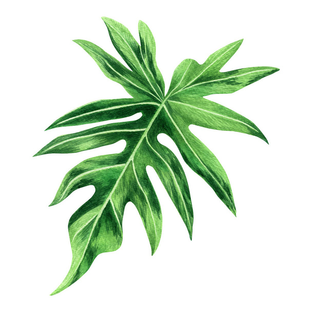 Watercolor painting fern green leaves,palm leaf isolated on white background.Watercolor hand drawn illustration tropical exotic leaf for wallpaper vintage Hawaii style pattern.With clipping path. - Fotoğraf, Görsel