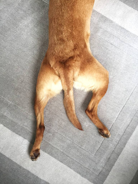 Mirando desde arriba a los cuartos traseros de un perro mascota con las patas traseras extendidas y la cola entre sus piernas en una posición de sploot
 - Foto, Imagen