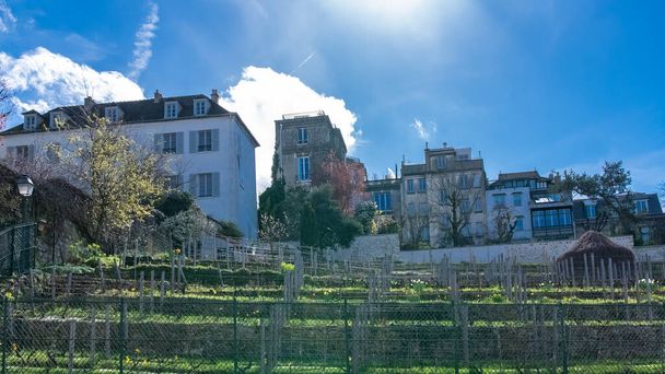 パリ、春のモンマルトルのブドウ畑 - 写真・画像