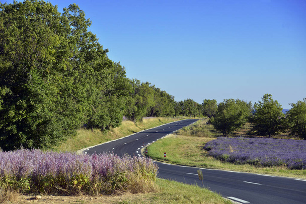 フランス南東部のアルプ・ド・オート・プロヴァンス部門のコミューンである有名なヴァレンソール高原のクラリー・セージ（Salvia sclarea）とラベンドゥラ・フィールド - 写真・画像