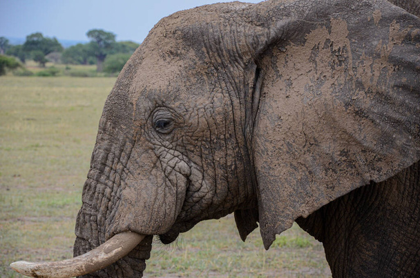 Брудний слон дивиться на землю
 - Фото, зображення