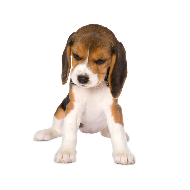 Beagle puppy - Φωτογραφία, εικόνα