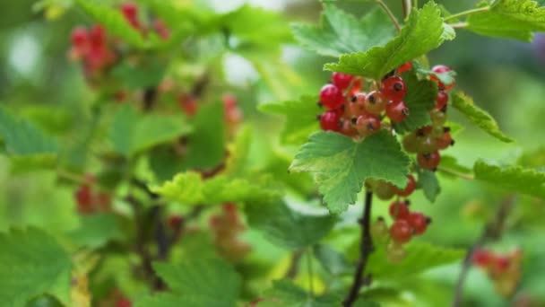 A Ripening Bunch of Red Currants on a Branch. Organic Agricultural Industry. (Red Currant, Ribes Rubrum) Berries Closeup on Green Natural Background. - Footage, Video