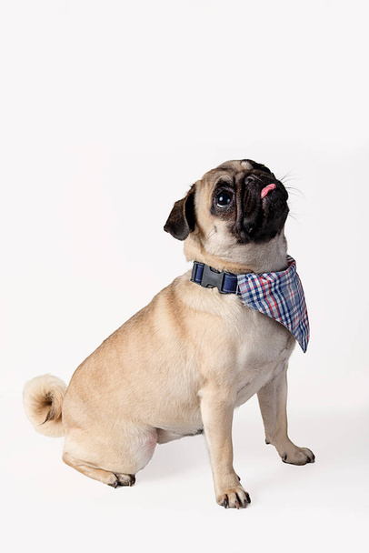 Pug s modrým náhrdelníkem izolované na bílém pozadí. - Fotografie, Obrázek