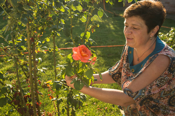 Μεσήλικη γυναίκα κι ένα τριαντάφυλλο. Η γυναίκα εισπνέει το άρωμα του τριαντάφυλλου το ηλιοβασίλεμα. Το τριαντάφυλλο λάμπει στο ηλιοβασίλεμα. - Φωτογραφία, εικόνα