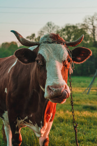 Μια γριά αγελάδα με κέρατα κοιτάζει στο φακό της κάμερας. Εκτρέφω αγελάδες στην ύπαιθρο. Αγελάδα δεμένη σε ένα λουρί βόσκει σε ένα λιβάδι, ένα ουκρανικό χωριό. - Φωτογραφία, εικόνα