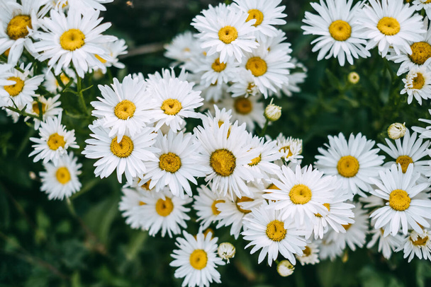 Beautiful blooming chamomile in the garden. Floral background. High quality photo - Foto, Imagem