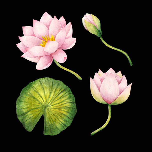 Pink water Lily flowers, Bud, leaf. Set of watercolor illustrations isolated on a  black background. The delicate Lotus. Stock image. Plant elements for decoration, design, stickers - Фото, изображение