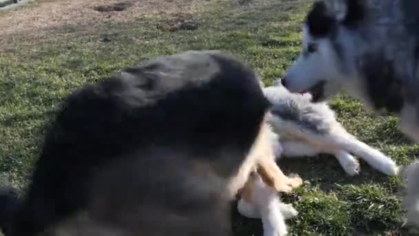 chiens husky et berger jouant dans un parc - Séquence, vidéo