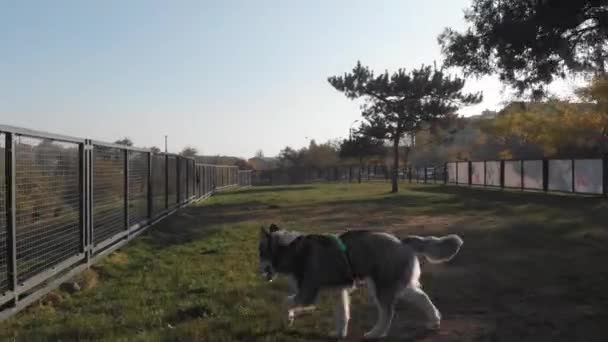 husky és pásztor kutya játszik a parkban - Felvétel, videó