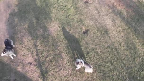 perros husky jugando en un parque - Metraje, vídeo