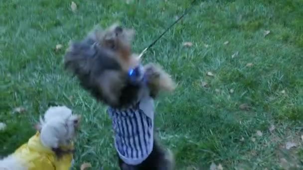 Счастливая собака, играющая с народом
 - Кадры, видео