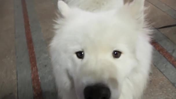 gyönyörű kutya egy téren Európában - Felvétel, videó