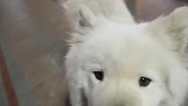 красивая собака на площади в Европе - Кадры, видео