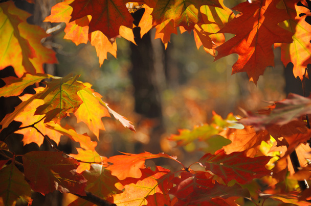 Backlit red oak leaves - Фото, зображення
