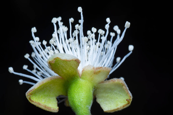закрытый снимок белого цветка гуавы
 - Фото, изображение