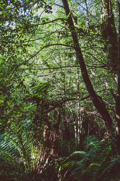 wild bush landscape with lush and thick vegetation in Myrtle Falls in Tasmania, Australia - Fotó, kép