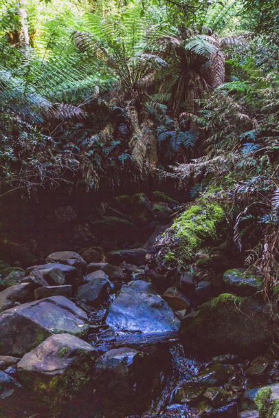 wild bush landscape with lush and thick vegetation in Myrtle Falls in Tasmania, Australia - Foto, imagen