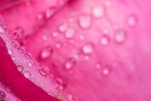 Background macro water drops on pink petals. - Foto, Imagen