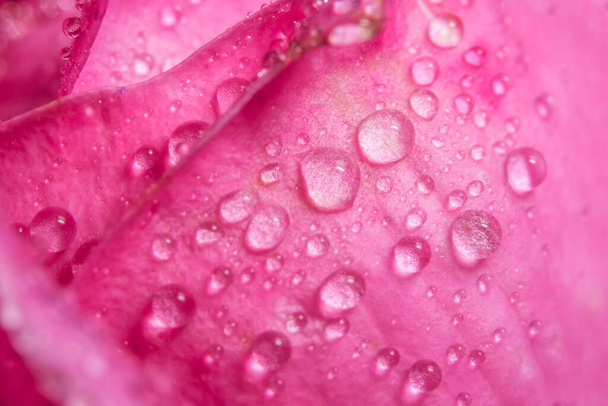 Background macro water drops on pink petals. - Photo, Image