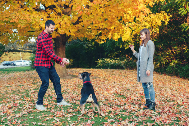 Young couple play ball with dog in park. Man and woman training domestic pet outdoor on autumn fall day. Family authentic lifestyle activity. Love and friendship of animal and human. - Foto, afbeelding