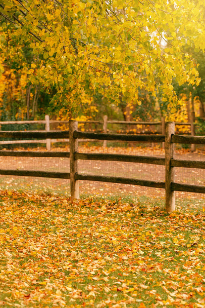 Abbandonato vuoto autunno parco foresta autunno con colorate foglie verdi gialle su alberi e recinzione in legno. Bella stagione autunnale all'aperto. Sfondo ecologico naturale con copyspace per testo.  - Foto, immagini