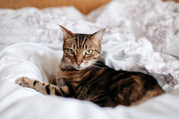 Кот лежит на кровати в спальне дома, глядя в камеру. Расслабляющий пушистый волосатый полосатый домашний зверь с зелеными глазами. Очаровательный пушистый кошачий друг
.  - Фото, изображение