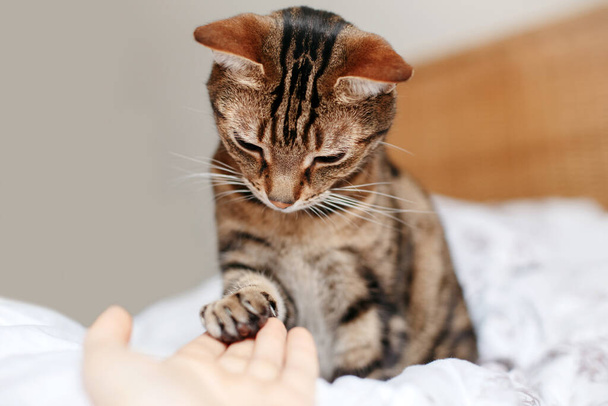 Egy férfi, aki üres tenyeret ad a cica kezébe. Asszony megérinti macskák mancs jeleként támogatás, együttérzés és gondozás. Az emberi és háziasított macskaállatok barátsága.  - Fotó, kép