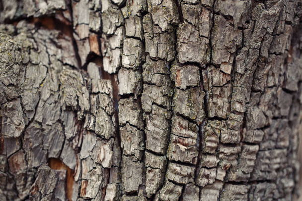 Természetes fa textúra háttér. Öreg fakéregből készült makró. Absztrakt tölgyfa természet háttér vagy tapéta. Szokatlan minta felület repedések, lyukak, görbe alakú vonalak. - Fotó, kép