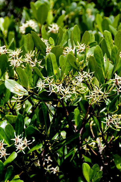 weiße Blume der Mangrove (Kandelia obovata)). - Foto, Bild