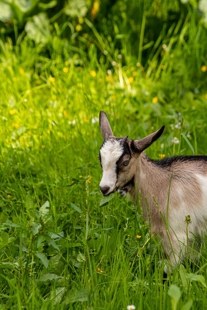 Маленький белый - коричневый домашний пастбище козы - Фото, изображение