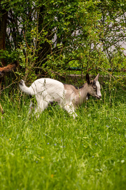 Küçük beyaz - kahverengi keçi otlaması, yakın çekim - Fotoğraf, Görsel