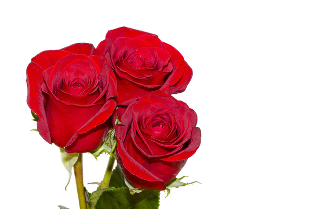 Rose en romantiek - Foto, afbeelding