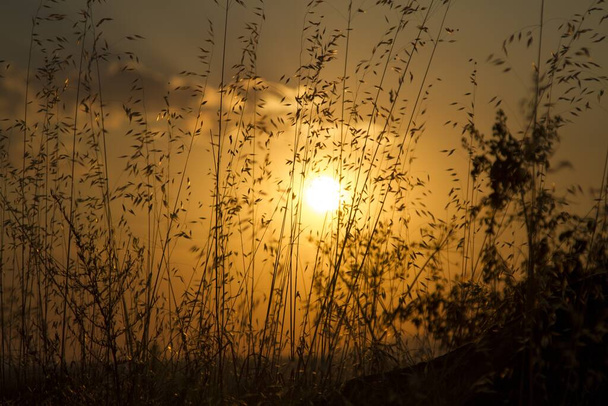 The silhouette of grass flowers at a field against a bright setting sun - Fotó, kép